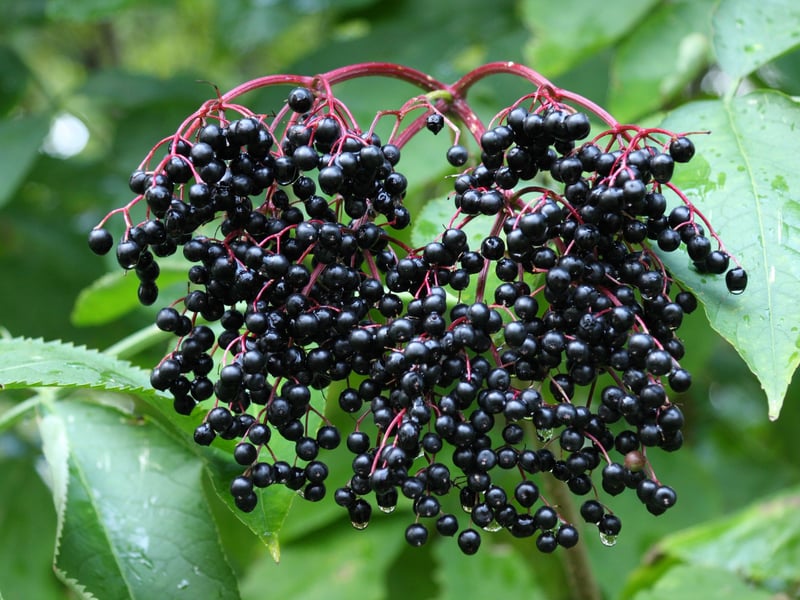 Common in hedgerows and woodland edges, elderberry plants produce dark purple berries in late summer and autumn. When unripe, the berries contain amygdalin, a toxin that releases cyanide, and can have fatal consequences if ingested in large amounts. Symptoms, similar to other toxic berries, include vomiting, diarrhoea, and a loss of appetite.