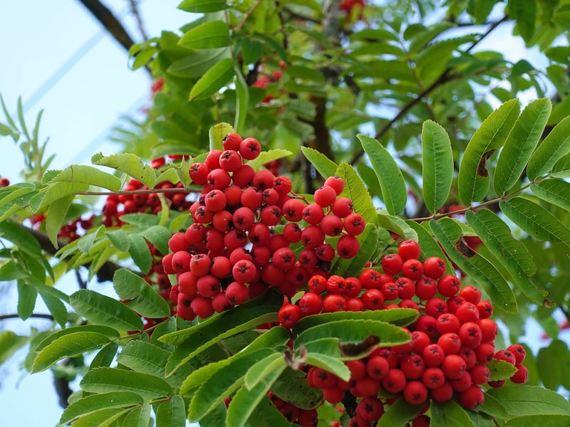 Rowan trees – also called mountain ash – are widespread throughout the UK, especially in Scotland and northern England, where they thrive in upland areas. Their clusters of bright orange-red berries can cause stomach upset and vomiting, loss of appetite and lethargy.