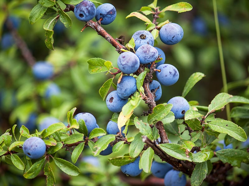 Sloes are the fruit of the blackthorn tree, commonly found in hedgerows. While the berries themselves are not toxic, they can cause gastrointestinal upset if consumed in large amounts due to their sourness. The real risk lies in the stones inside the berries, which can cause choking and poisoning due to the small amounts of amygdalin (which converts to cyanide).