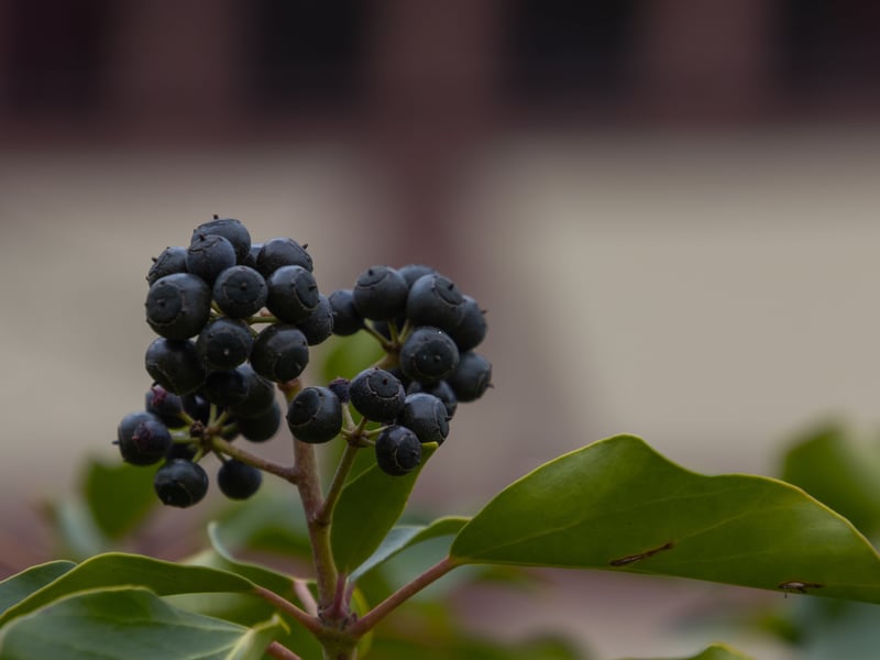 Ivy grows abundantly across the UK, often climbing up garden fences, tree trunks, walls and hedgerows. It’s particularly common in shady woodland and damp environments. In autumn, the plant produces small black berries that contain toxins which can irritate the digestive system, leading to drooling, diarrhoea, and vomiting if eaten. The berries can also cause contact dermatitis, with skin rashes, itching and redness being the main symptoms.