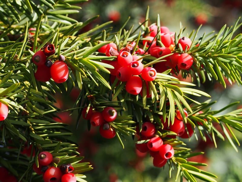 Yew trees are a familiar sight in churchyards, graveyards, historic gardens and older parks across the UK, especially in southern England and Wales. While the red berry flesh may look tempting to curious dogs, the seeds inside – as well as the leaves and needles – are extremely poisonous. Symptoms of poisoning can include drooling, vomiting, dilated pupils, and abdominal pain.
