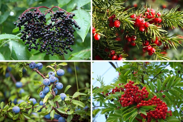 Watch out for these berries on your daily walk.