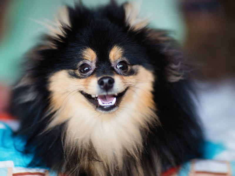 Light enough to pick up and pop in your bag, you can take the tiny Pomeranian pretty much anywhere with you. Massively affectionate and eager to please, their idea of heaven is curling up on their owner's lap of an evening. Those short legs mean that the shortest of walks will feel like a marathon.