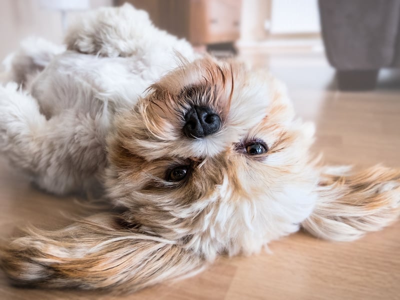 Known for their generous companionship and easy-going nature, the Lhasa Apsos is a calm and content breed that's as easy to exercise as it is to handle. 