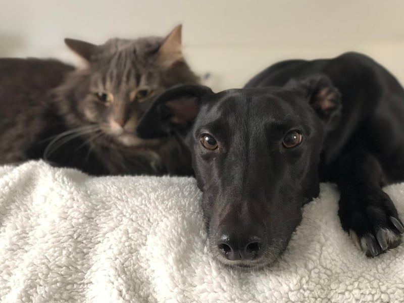 Greyhounds are gentle and affectionate dogs that make a great companion for people later in life. Adopting one of the many adult Greyhounds looking for a new home can also mean there's no need to deal with an energetic and untrained puppy.