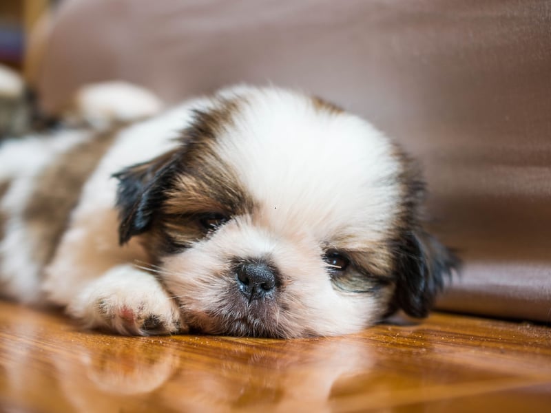 The low-shedding Shih Tzu is a lap dog that is happiest curled up on their beloved owner after a short walk down the local park. No need for long treks with these dogs who wer bred for low-maintenance companionship.
