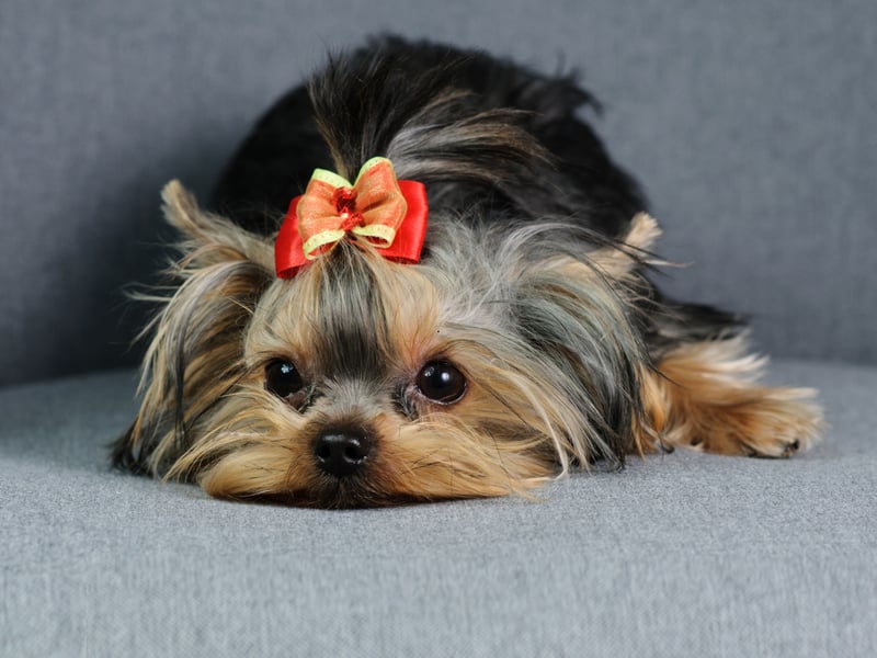 Yorkies are affectionate, and devoted little characters. Theyt may be lively, but their fiminuatiove size means their exercise needs are modest compared to more lazy large dogs. They positively thrive on companionship, offering warmth and joy without being too physically demanding for older dog lovers.