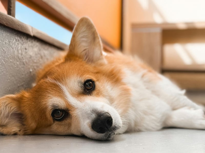 Famously the favourite dog of the late Queen Elizabeth II, the Pembroke Welsh Corgi is perfect for active seniors as they need several short walks a day. Otherwise they are simple to groom, are desperate to please and are very protective of their owners.