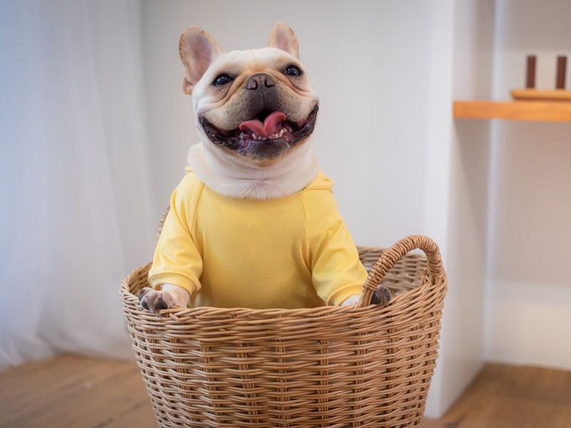 Another breed that needs little in the way of outdoor time, French Bulldogs are easy to groom, dedicated to their owners, and make wonderful companions. 