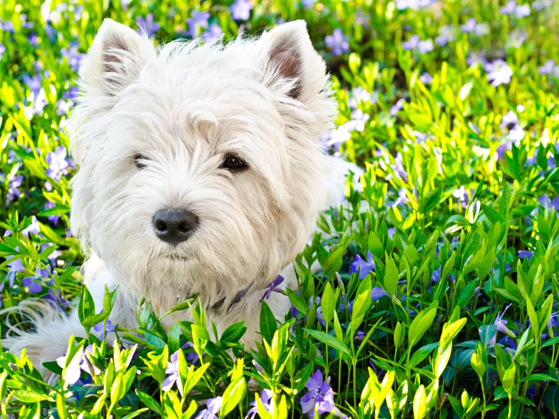 West Highland Terriers are great companion pets that combine small stature with a big loyal personality. A couple of 15 minute walks each day will give them all the excercise they need and they are very easy to train. 