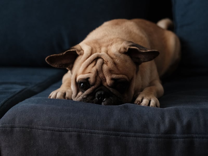 For people with mobility issues, Pugs make the perfect pet. These little characters would rather nap on the couch that go for a run and spend most of their time indoors. They tend to be quite quiet and require very little pampering or bathing.