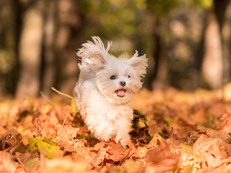 One of the smallest dog breeds, Maltese may be tiny but they are also one of the most empathetic pets and are often used as therapy dogs. They need very little outdoor exercise and even giving them their daily brush can be fairly therapeutic and relaxing.