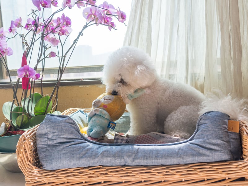 The cheery Bichon Frise is easy to train and handle, needs only moderate exercise, and is generally low maintenance. The only potential hassle is popping them to the groomers once a month to keep that glorious coat in good condition. Otherwise these wee dogs are the perfect companion for the older owner. 