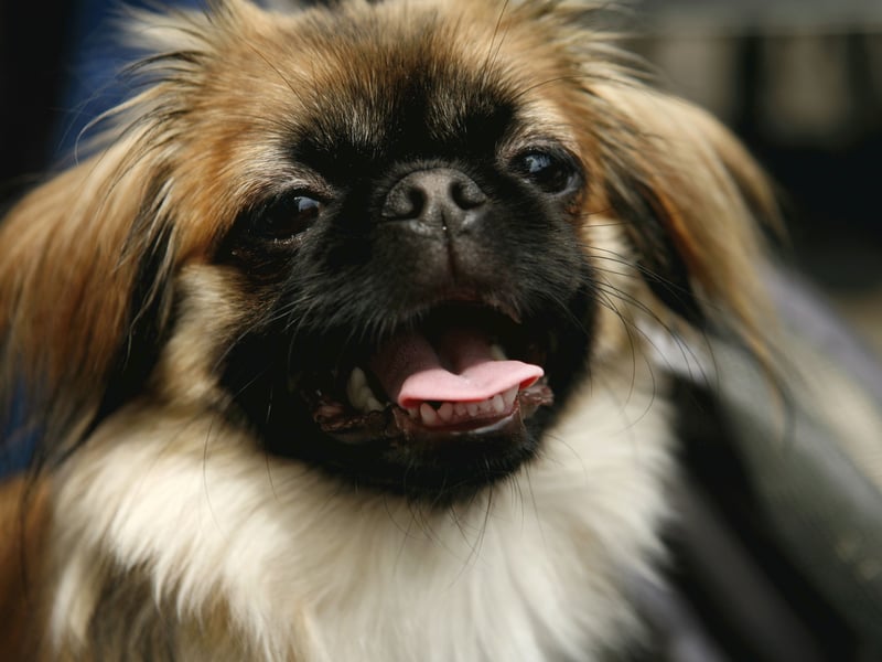 The Pekingese could be considered the ultimate lap dog. This breed likes peace and calm, so is perfect for a quieter home free of children. They also tend to form a particularly strong relationship with one particular person, creating a special bond.