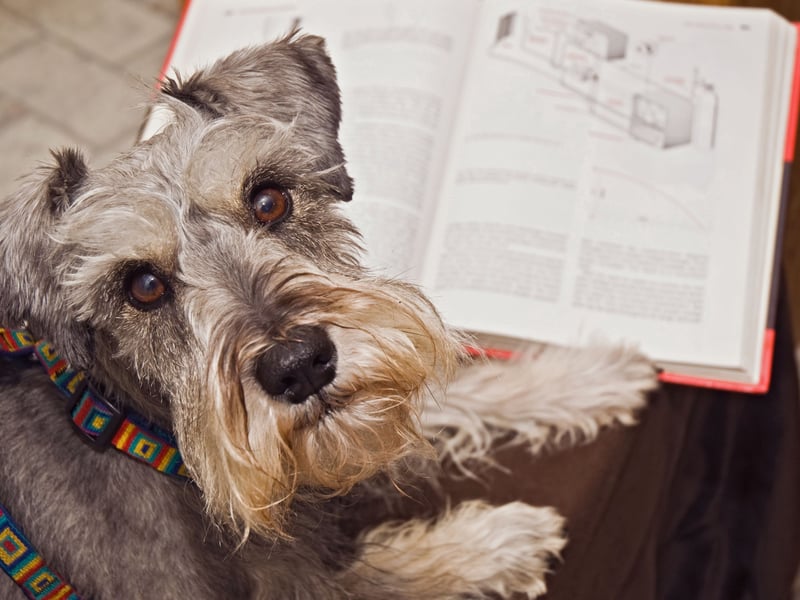 Perfect for seniors who are still fairly active, the Miniature Schnauzer loves chasing balls in the park but doesn't need to walk miles to stay happy and healthy. Easy to control, they don't moult much and are easy to groom. 