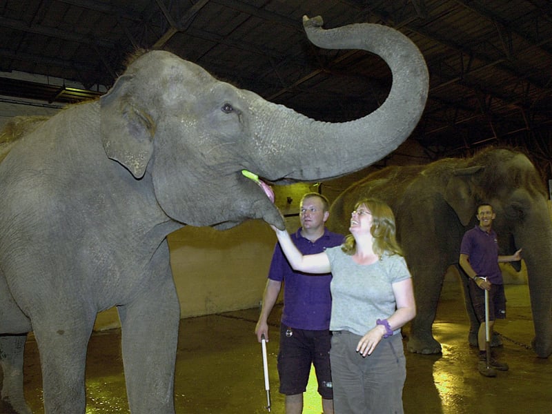 Shirley Quinn of Stannington, Sheffield, feeds a banana to Kate at Blackpool Zoo with Keeper Glen Sullivan, watched by Keeper Gary Hampson and Crumple