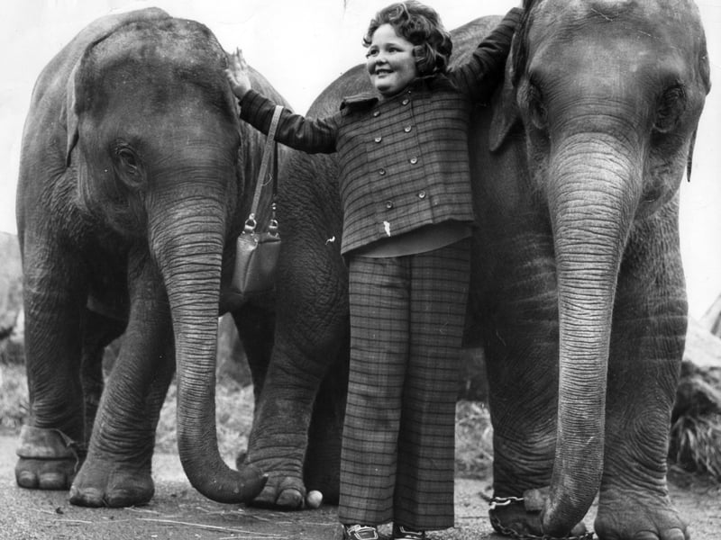 Karen Anne Seddon of Park Road, Blackpool makes friends with Sonya and Karina the two elephants presented to Blackpool Zoo by the Blackpool Hotel and Guest House Association. 1972