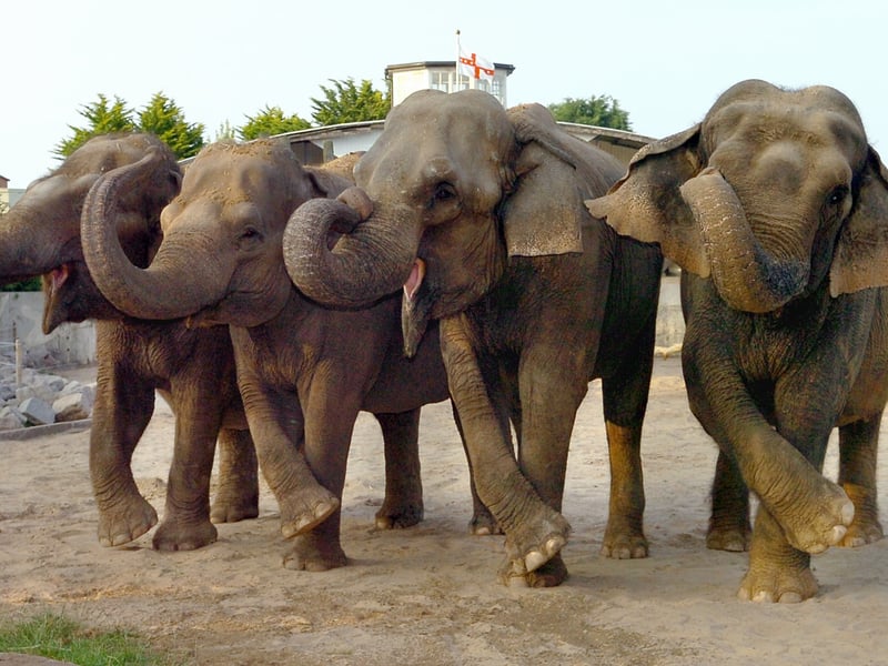 Indra the elephant 's 40th birthday party at Blackpool Zoo. A birthday dance from Indra and her friends!