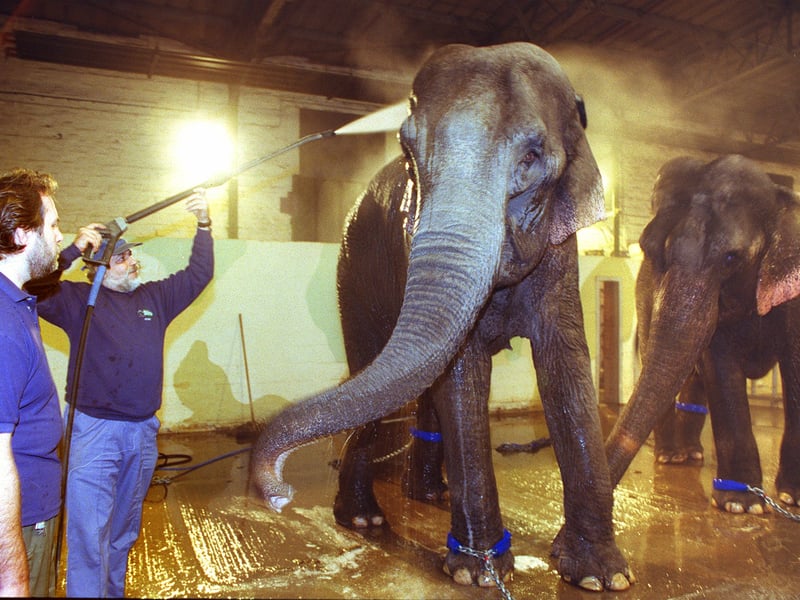 American elephant expert Scott Riddle visited Blackpool Zoo to pass on the benefit of his experience as the zoo doubled its number of elephants.
Pic shows the new elephants Indra and Marcella enjoying a shower. PIC BY ROB LOCK