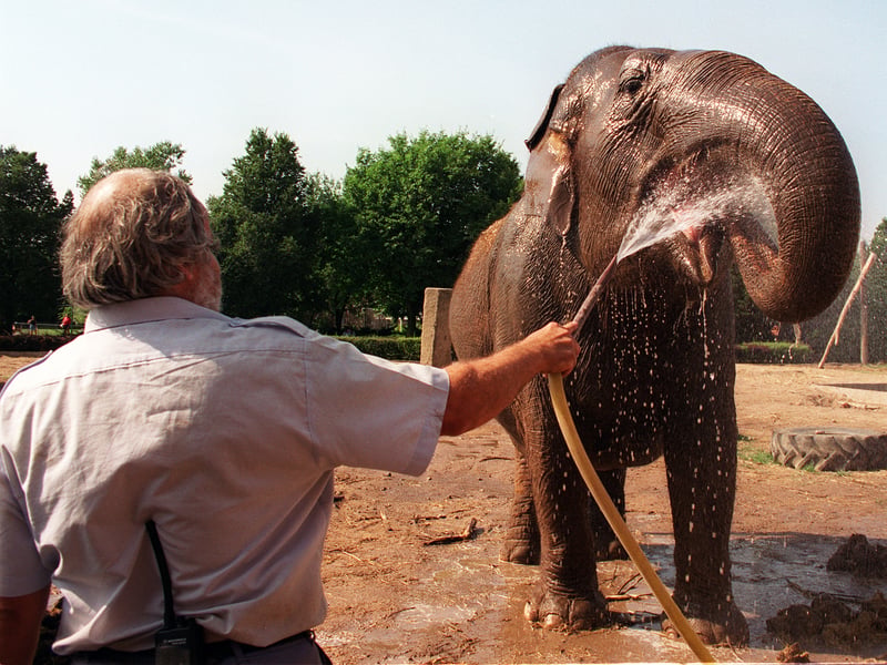 Sonia the elephant at Blackpool Zoo enjoys a cooling drink from the hosepipe with head keeper Peter Dillingham