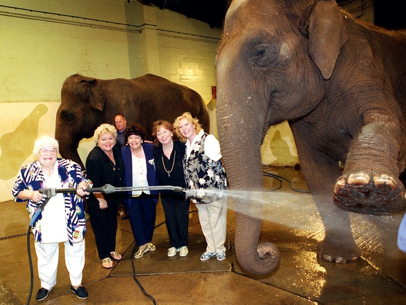 Hoofers together: Mo Moreland and the Roly Polys at the Elephant House at Blackpool Zoo. The visit was arranged  as a surprise for Mo's 40th. wedding anniversary.