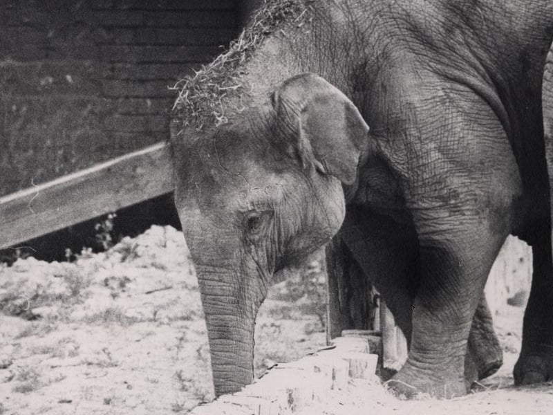Undated picture of a baby elephant at Blackpool Zoo