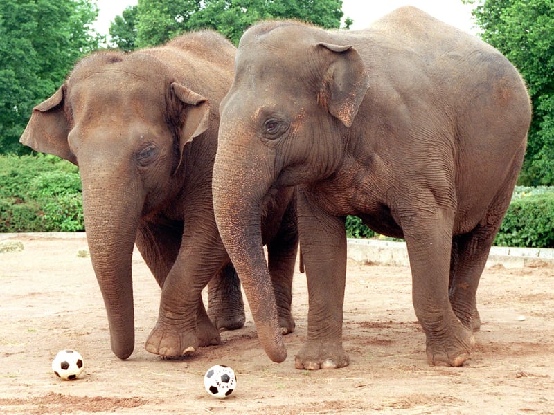 Picture : Bill Johnson.
Blackpool Zoo elephants Katie and Crumple joining in the World Cup spirit !