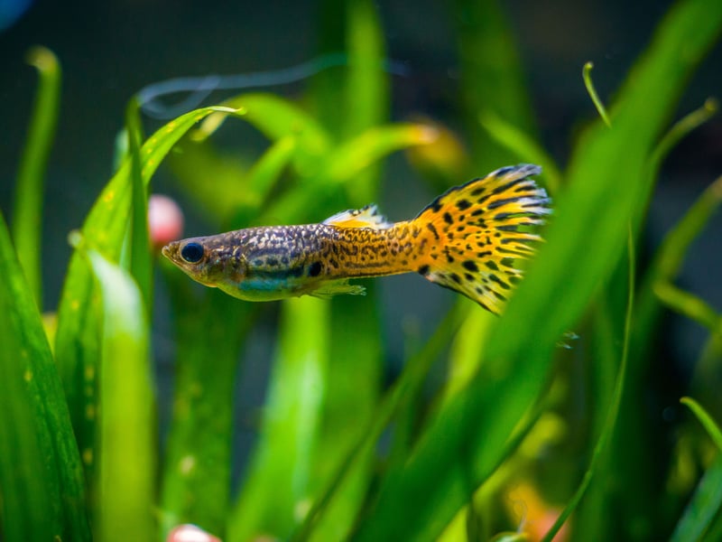 Second place goes to the Guppy - also known as the Millionfish or Rainbow fish - which have large multi-coloured tails and originally come from northeast South America. In common with some other common aquarium fish, they live-birth their young, rather than laying eggs. Many fish owners have been delighted to wake up one morning to find tiny Guppy babies have arrived overnight. 