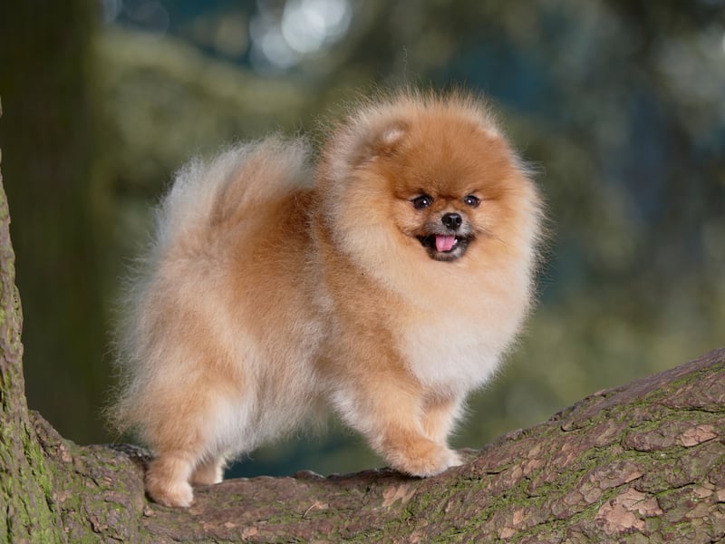 Completing our list is the tiny Pomeranian, with around 66,000 monthly searches. The breed of toy dog, first bred in Central Europe, surged in popularity after becoming a favourite with royalty, including Queen Victoria.
