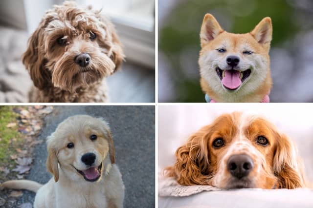 Four of the most searched for dog breeds.