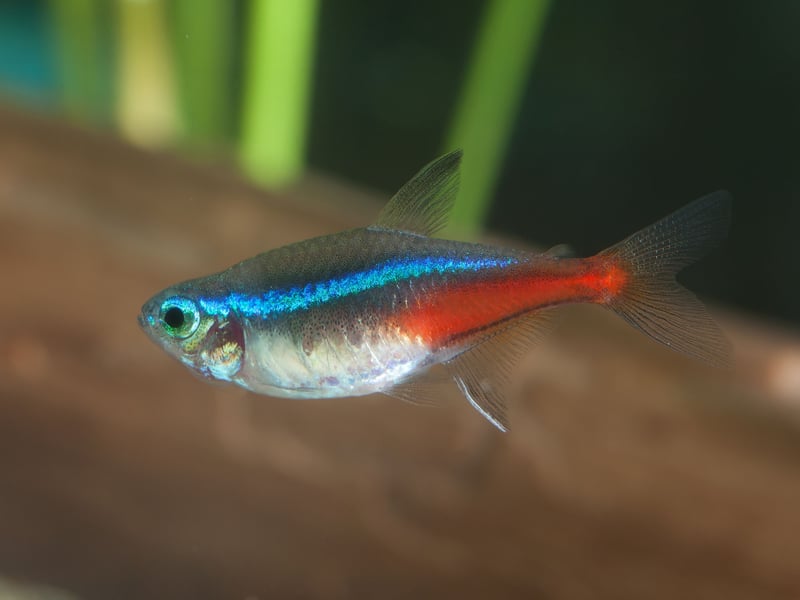 It'll come as no surpise to anybody who has ever owned an aquarium that the Neon Tetra is the UK's (and probably the world's) most popular tropical fish. The tiny fish's bright red and blue colouring and ease of care are a winning combination for beginners. They originally come from backwater streams in the Amazon basin in South America. 