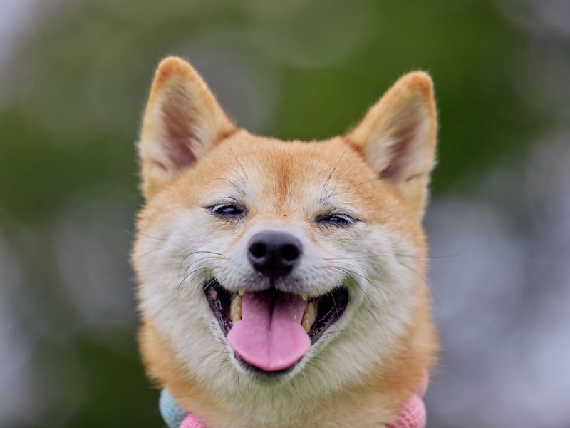 Famed for their loyalty, there are around 66,000 searches for the Shiba Inu each month. It was originally used to hunt in its native Japan buit is now most commonly kept as a companion dog.