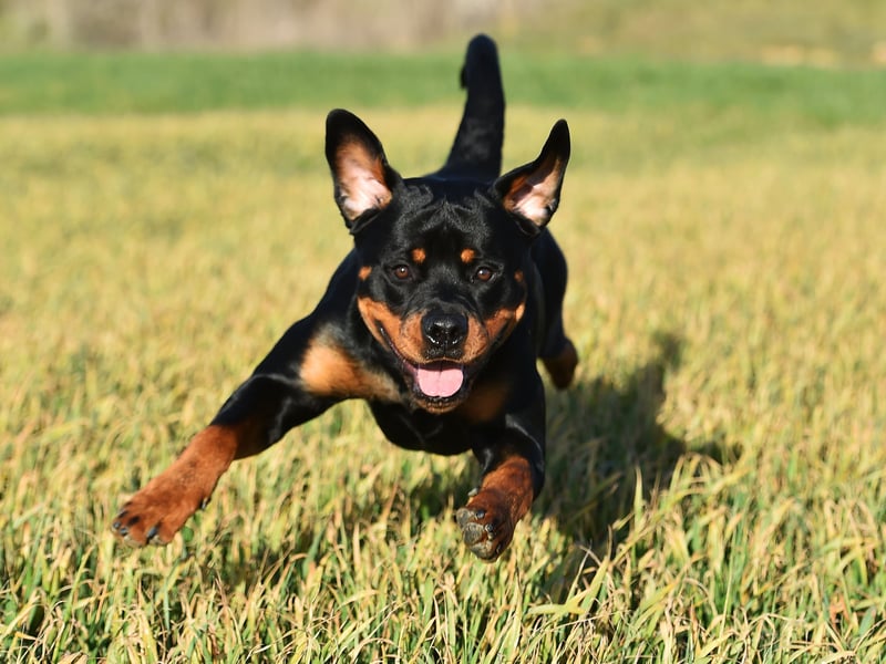 The Rottweiler was the 16th most popular breed of dog registered with the UK Kennel Club last year, with 2,209 new puppies recorded. They attract 74,000 monthly searches.