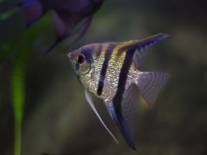 There are a three different species of Angelfish, all of which originate from the Amazon and Orinoco Basins of South America. Popular due to their instantly-recognisable shape and elegant markings, they shouldn't be kept with smaller fish like Tetras and Guppies as they can be very aggressive towards other species.