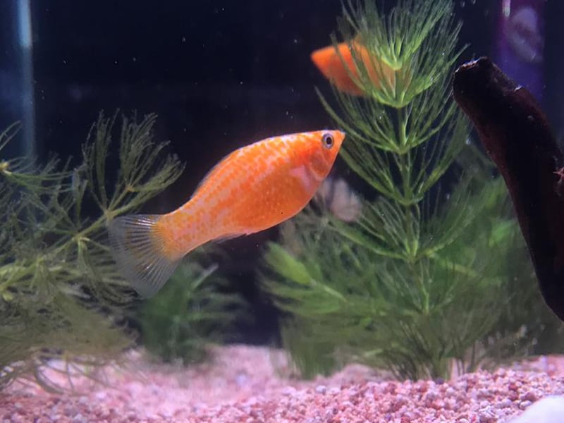 From the same family as the Guppy, Mollies can be differentiated by their body shape and smaller tail. Widespread across the Americas, the Molly can come in a variety of colours, with black and orange being among the most popular with aquarium owners. 