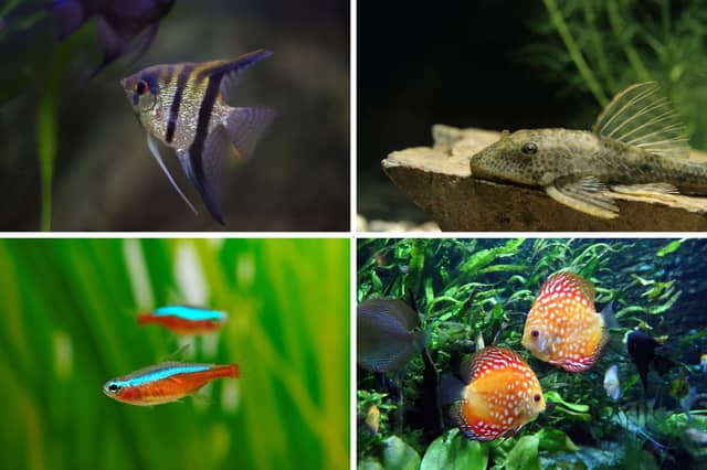 Four of the UK's most popular species of tropical fish.