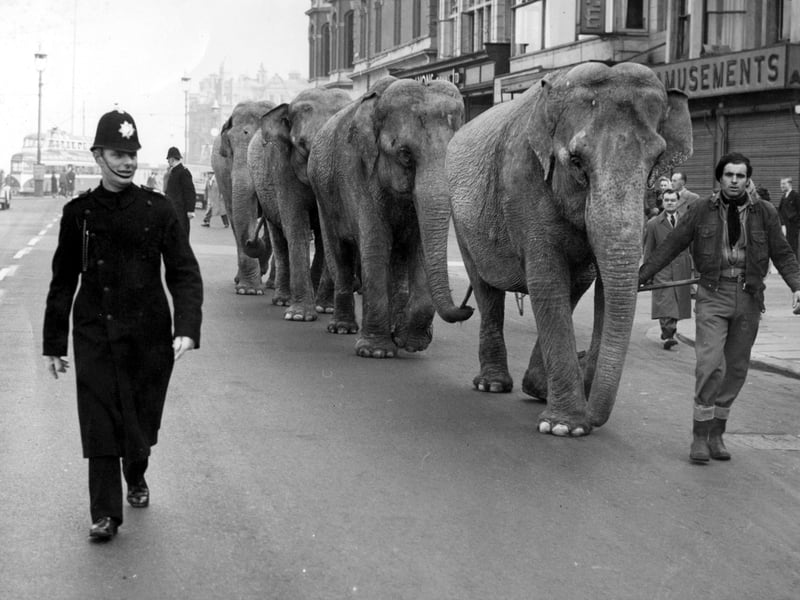 A sight you are not likely to see on Blackpool Promenade today was not uncommon in the 1960s, when elephants were escourted, here by PC Fred Parker, to the Tower Circus at the beginning of the season. In the past, circus animals, including the elephants, camels and horses were also exercised on the beach