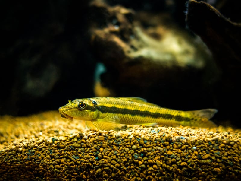 Its evocative alternative namne of the Chinese Algae Eater tells you everything you need to know about the Sucking Loach. Originally from fast-flowing Southeast Asian mountain streams, they actually feed on a selection of detritus you'd rather not want in your aquarium, including algae.