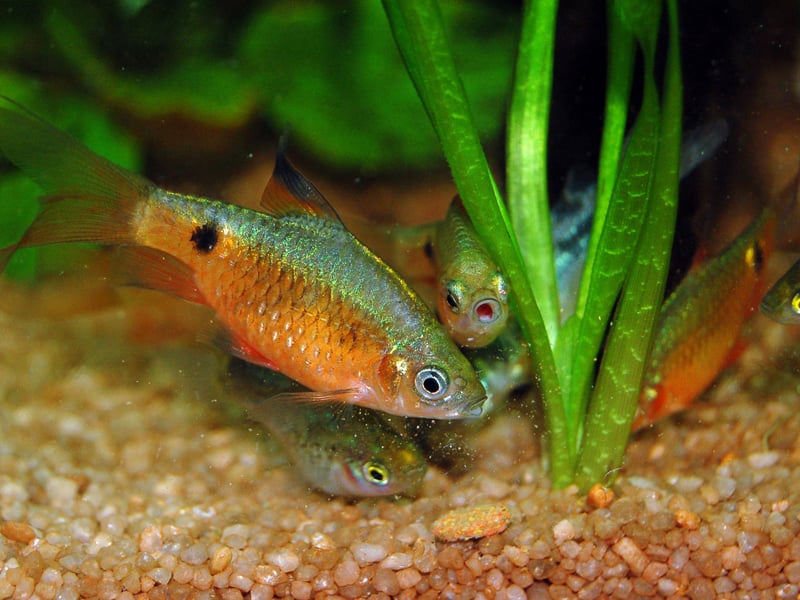 Found in the rivers of Afghanistan and Bangladesh, you ned to be a bit careful if you have Rosy Barbs in your aquarium. Firstly, they can be aggressive towards smaller fish. Secondly, they also are known for jumping out of the water - so make sure you have a well-fitted lid or you might end up finding them on the carpet.