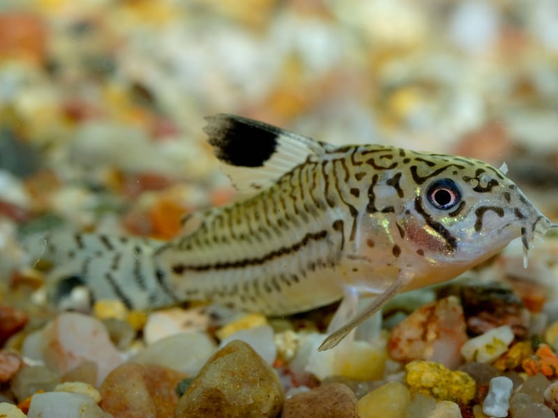 Another bottom feeding species that will happy clean up any food that has dropped to the bottom of the tank, the Corydoras Catfish is native to South America and Central America. They get on very well with other species of fish and are rarely aggressive.