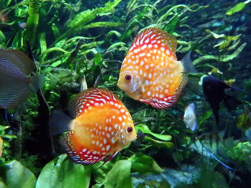 Much-admired for their numerous different colours and patterns, the Discus fish originally comes from the Amazon, and in particular Brazil. A warning to novices though - they can be a difficult breed to keep, being particularly sensitive to water temperature and pH.
