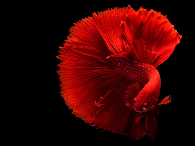 Also known as the Siamese Fighting Fish, the Betta Fish have been highly-prized creatres for well over a century due to their colourful and ornate flowing fins. As their alternative name makes clear though, they can be aggressive and shouldn't be placed in a tank with other large-finned fish, while two males in close confines may well fight to the death. They tend to do best in tanks with smaller fish that gather in shoals - such as Tetras.