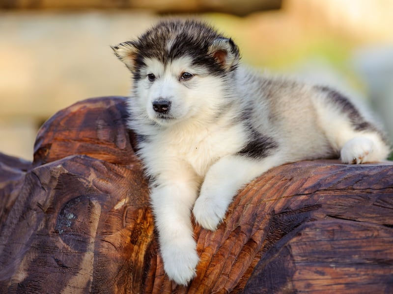 What is true of the Husky tends to also be true of the their close cousin the Alaskan Malamute - and that's the case with possible aggression. They are even bigger than Huskies though, meaning it's even more important for them to be trained properly.