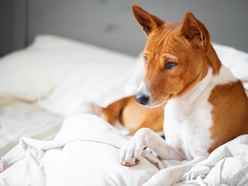 The Banenji famously doesn't bark but it's extreme territorial instincts can lead to problematic aggression - particularly towards other dogs. You also wouldn't want to leave them alone with a small pet like a rabbit or hamster - these are dogs with a sky-high prey drive.