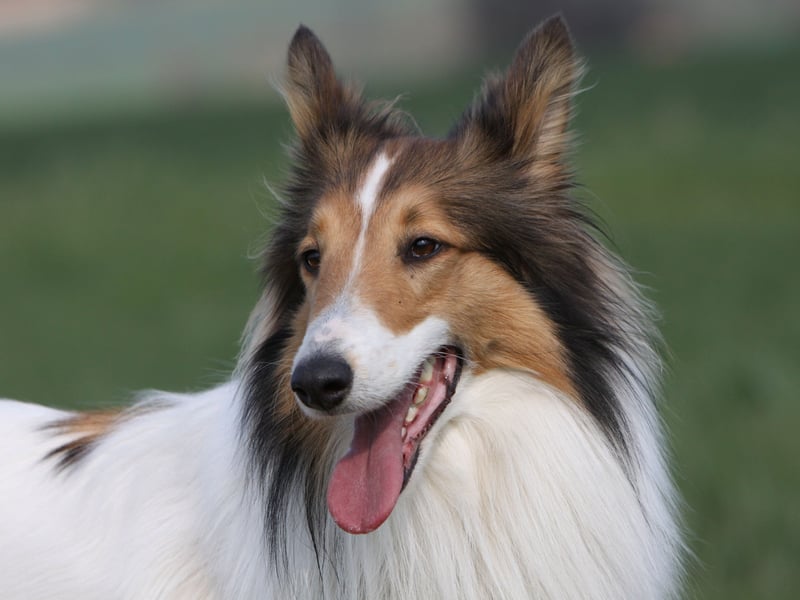 The elegant Rough Collie probably isn't what most people think of as being an aggressive dog. It came as a surprise to researchers from the University of Helsinki when they carried out a survey of 9,000 dog owners and found that this breed topped the table.