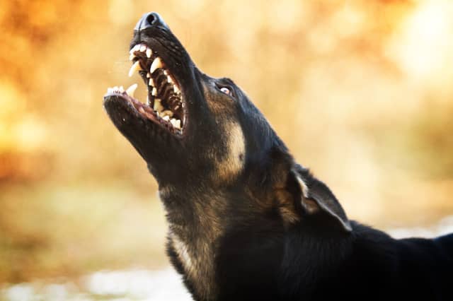 Some dog breeds are more likey to display aggressive behaviour than others.