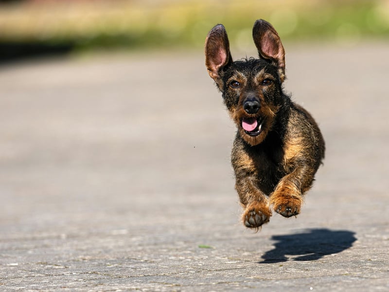 Ask any Dachshund owner and they will confess that their adored pup isn't always the easiest pet to have in the house. Sausage Dogs are notoriously badly behaved and are not averse to turning to snarls, growls and nips if they aren't getting their own way. 