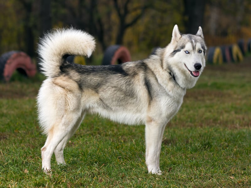 The Siberian Husky has been bred to pull sleds over miles of frozen tundra. If they aren't kept busy then their excess energy can spill over into aggression. In short, this isn't the dog for you if you don't have plenty of time to exercise them and keep them mentally stimulated.