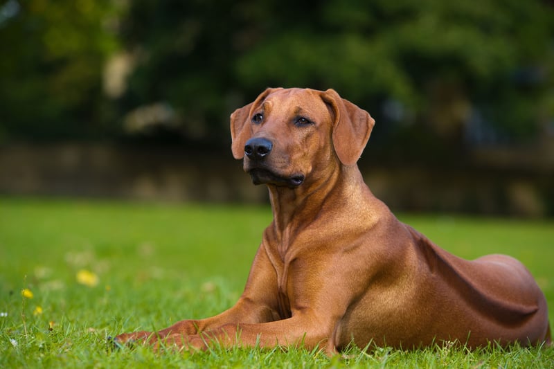 Most Aggressive Dogs? Here are the 15 breeds of dog most likely to ...