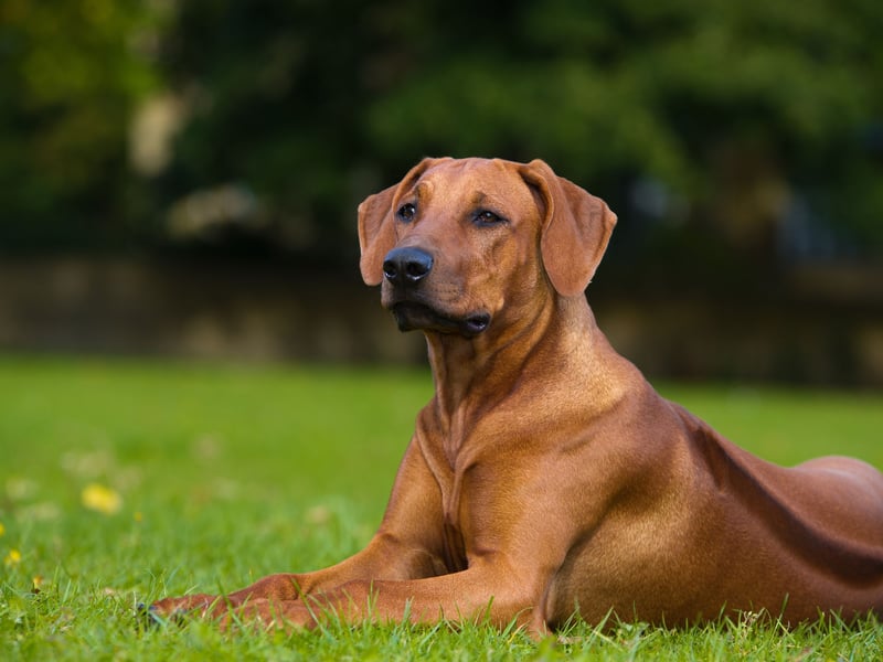 Originally bred to protect cattle from lions in their native Africa, it's perhaps not surprising that the Rhodesian Ridgeback still retains an aggressive streak. They are another breed particularly likely to show aggression towards people they don't know.